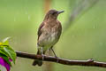 Black-billed Thrush Turdus ignobilis goodfellowi