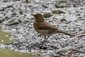 Black-billed Thrush Turdus ignobilis goodfellowi