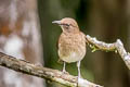 Black-billed Thrush Turdus ignobilis goodfellowi