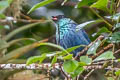 Black-capped Tanager Stilpnia heinei