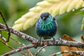 Black-capped Tanager Stilpnia heinei