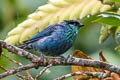 Black-capped Tanager Stilpnia heinei