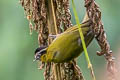 Black-capped Hemispingus Kleinothraupis atropileus