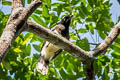 Black-chested Jay Cyanocorax affinis affinis