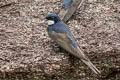 Black-collared Swallow Pygochelidon melanoleuca