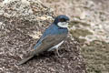 Black-collared Swallow Pygochelidon melanoleuca