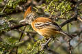 Black-crested Antshrike Sakesphorus canadensis pulchellus