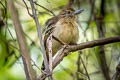 Black-crested Antshrike Sakesphorus canadensis pulchellus