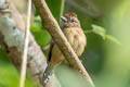 Black-crested Antshrike Sakesphorus canadensis pulchellus