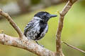 Black-crested Antshrike Sakesphorus canadensis intermedius