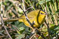 Black-crested Warbler Myiothlypis nigrocristata