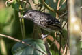 Black-crowned Antshrike Thamnophilus atrinucha atrinucha 