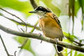 Black-faced Antbird Myrmoborus myotherinus elegans