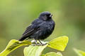 Black Flowerpiercer Diglossa humeralis nocticolor