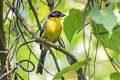 Black-fronted Brushfinch Atlapetes nigrifrons