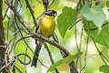 Black-fronted Brushfinch Atlapetes nigrifrons