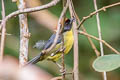 Black-fronted Brushfinch Atlapetes nigrifrons