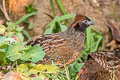 Black-fronted Wood Quail Odontophorus atrifrons atrifrons