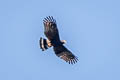 Black Hawk-Eagle Spizaetus tyrannus serus