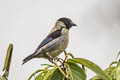 Black-headed Tanager Stilpnia cyanoptera