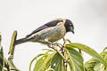 Black-headed Tanager Stilpnia cyanoptera