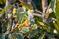 Black-headed Parrot Pionites melanocephalus melanocephalus