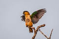 Black-headed Parrot Pionites melanocephalus melanocephalus