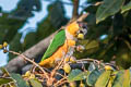 Black-headed Parrot Pionites melanocephalus melanocephalus