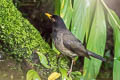 Black-hooded Thrush Turdus olivater olivater