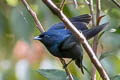 Black Manakin Xenopipo atronitens