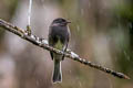 Black Phoebe Sayornis nigricans angustirostris