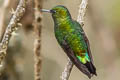 Black-thighed Puffleg Eriocnemis derbyi derbyi