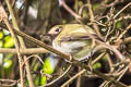 Black-throated Tody-Tyrant Hemitriccus granadensis lehmanni