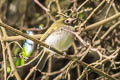 Black-throated Tody-Tyrant Hemitriccus granadensis lehmanni