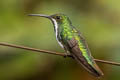 Black-throated Mango Anthracothorax nigricollis