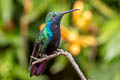 Black-throated Mango Anthracothorax nigricollis