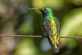 Black-throated Mango Anthracothorax nigricollis