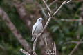 Black-tipped Cotinga Carpodectes hopkei (White Cotinga)