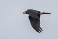 Black Caracara Daptrius ater