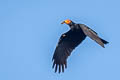 Black Caracara Daptrius ater