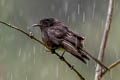 Black Phoebe Sayornis nigricans angustirostris