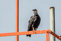 Black Vulture Coragyps atratus