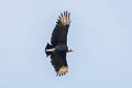 Black Vulture Coragyps atratus