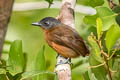 Blackish-grey Antshrike Thamnophilus nigrocinereus cinereoniger