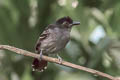 Blackish-grey Antshrike Thamnophilus nigrocinereus cinereoniger