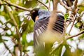 Blue-backed Conebill Conirostrum sitticolor sitticolor