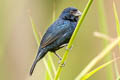 Blue-black Grassquit Volatinia jacarina splendens