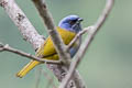 Blue-capped Tanager Sporathraupis cyanocephala auricrissa