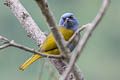 Blue-capped Tanager Sporathraupis cyanocephala auricrissa