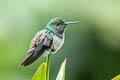 Blue-chested Hummingbird Polyerata amabilis